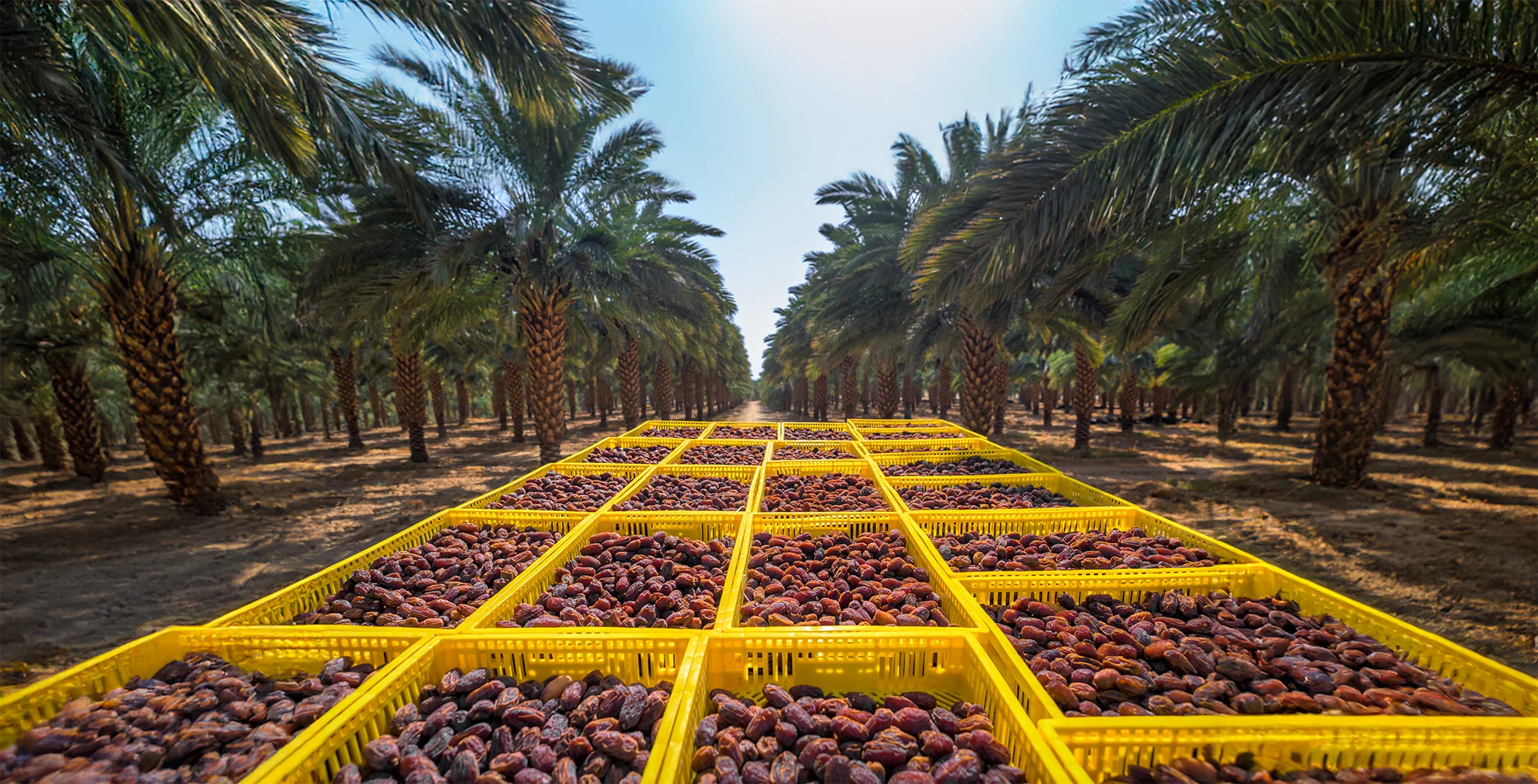 California Medjool Dates