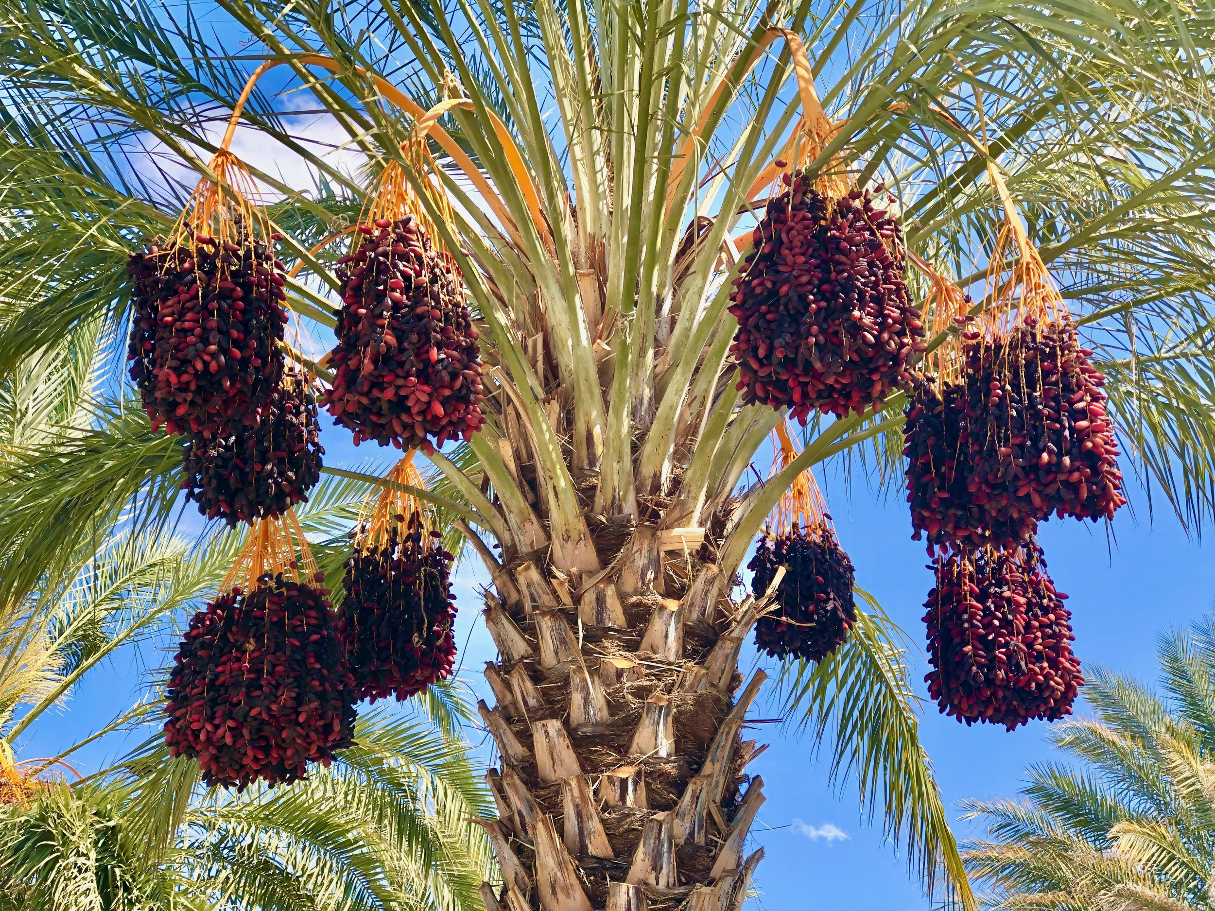 California Medjool Dates